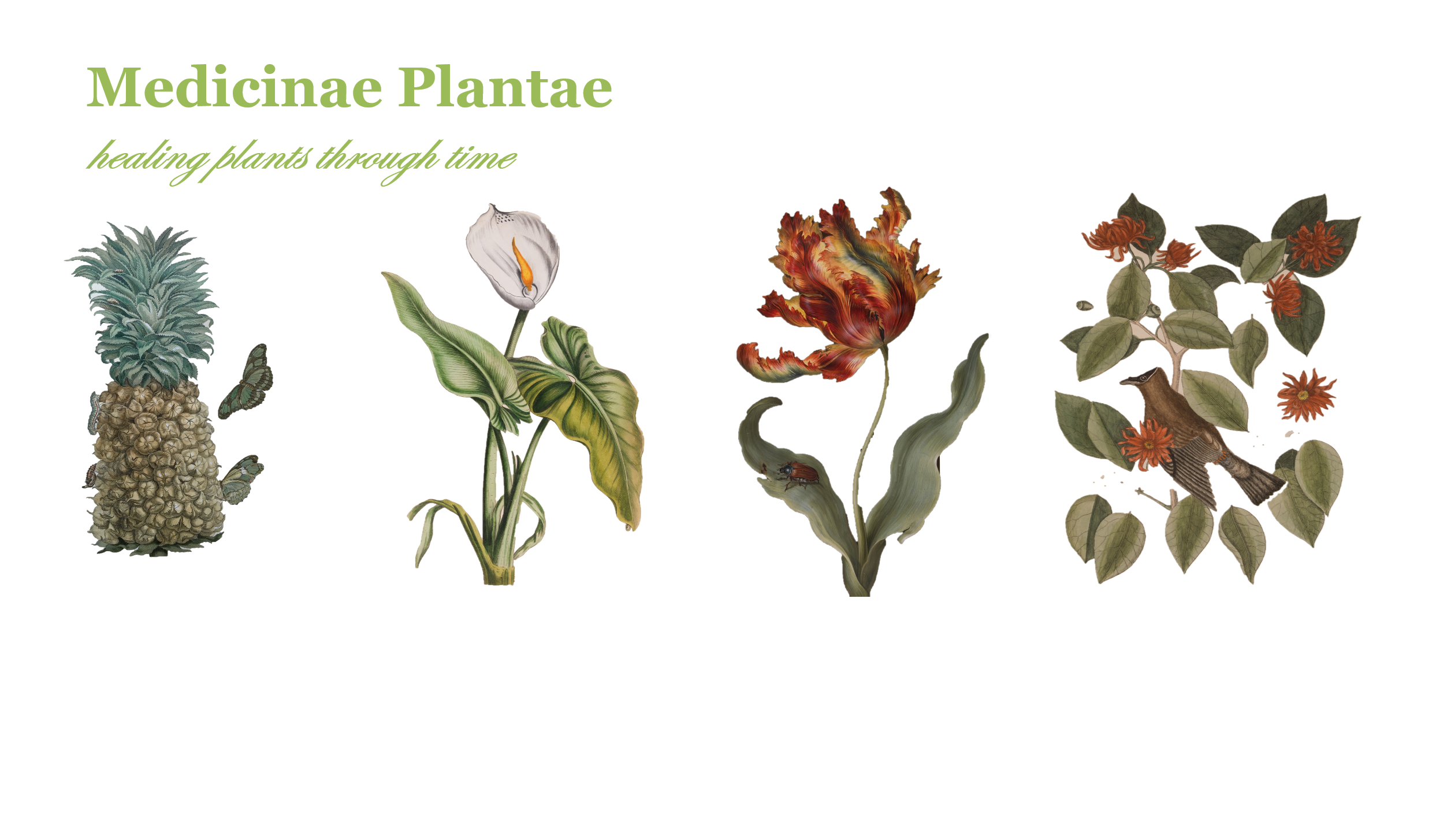 Medicinae Plantae: healing plants through time